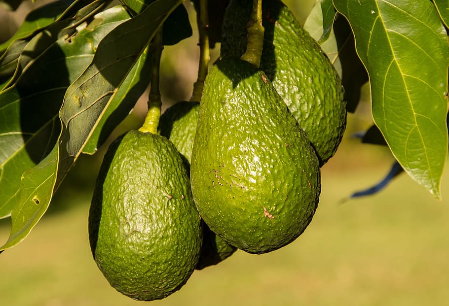 green avocado photography, hass avocado, avocados, fruit, food, tree, green, growing, bunch, close-up