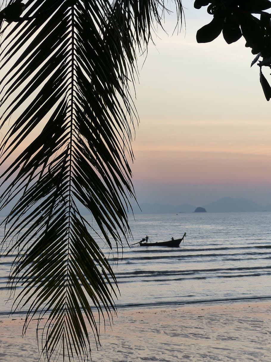 hoja de palma, puesta de sol, playa de ao nang, krabi, tailandia, árbol, palmera, mar, cielo, agua