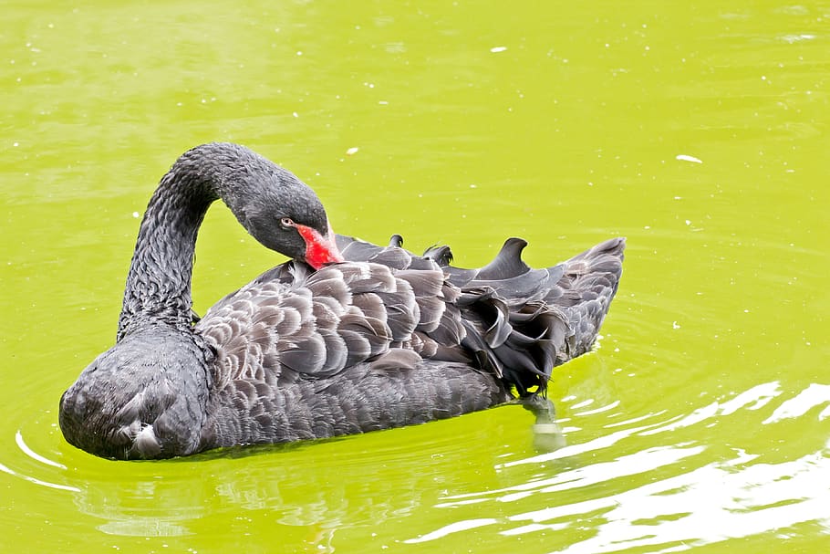 background, black, swan, duck, red, water, green, web, scene, lake