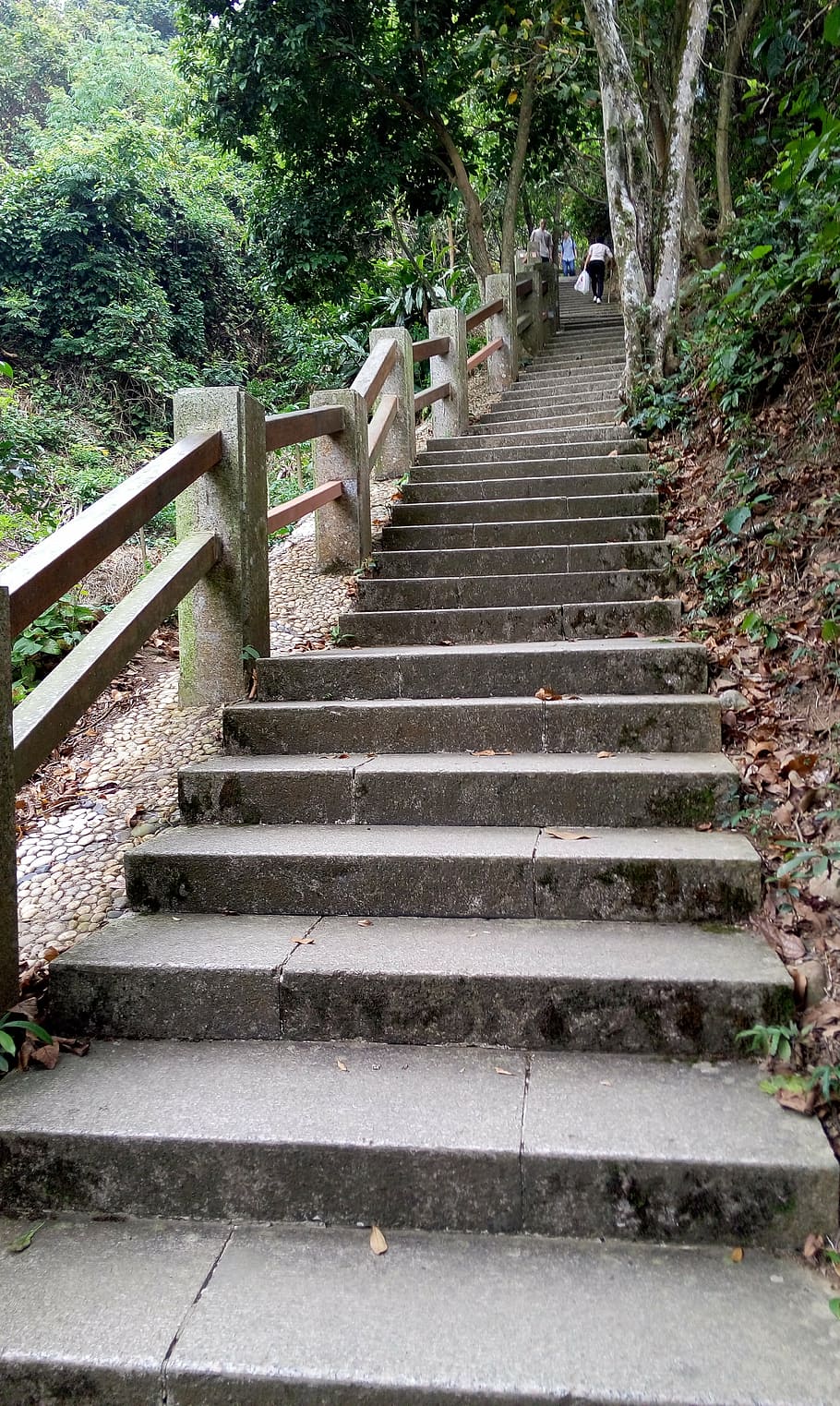 escaleras, verde, tablón, alpinista, primavera, escalera, planta, escalones y escaleras, el camino a seguir, dirección