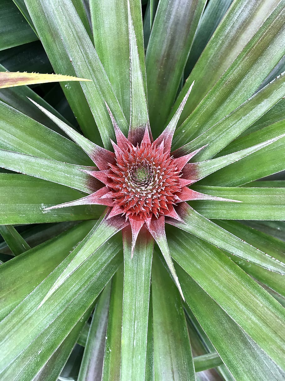цветок похожий на ананас фото