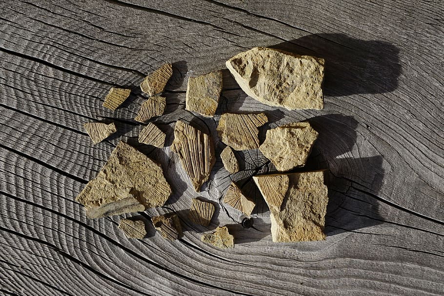 fosil, dolomit, ladinia, batuan, batu, alam, punah, sassi, claraia, kayu - bahan