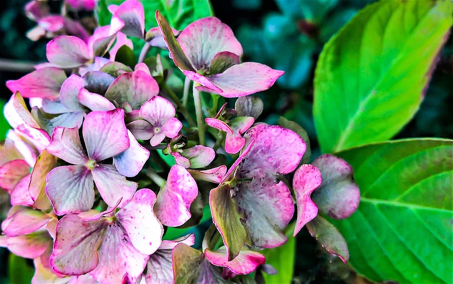 hortensia, umbela de flores, otoño, decoloración de flores, colores  otoñales, planta ornamental, jardín, tonos violeta rojo, naturaleza, primer  plano | Pxfuel