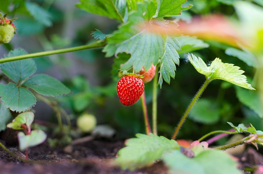 strawberry, farm, garden, field, nature, plant, green, leaf, agriculture, backyard