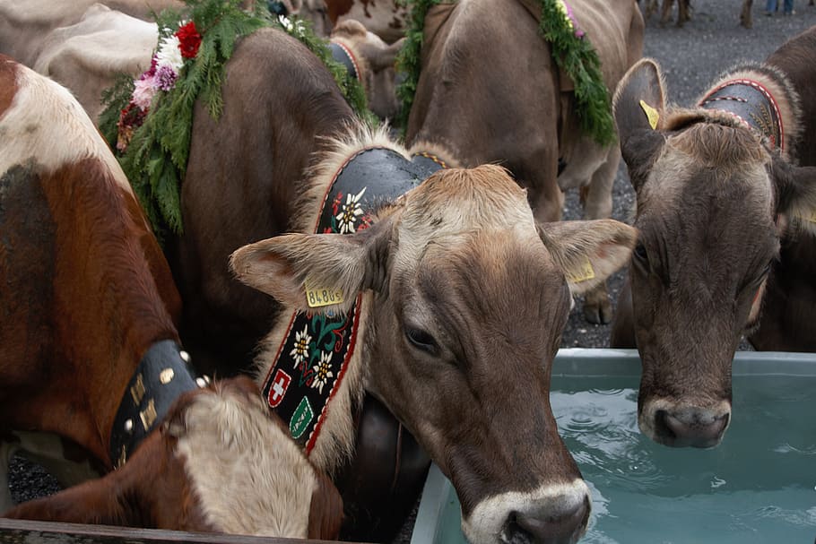 alpine cow, switzerland, holiday return, alpabfahrt, waterhole, mammal, animal, animal themes, domestic animals, livestock