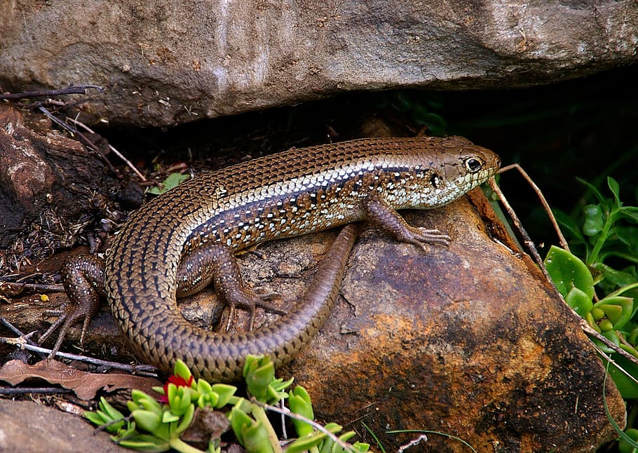 skink, lizard, reptile, scincoides, scales, shiny, brown, speckled, pattern, wild