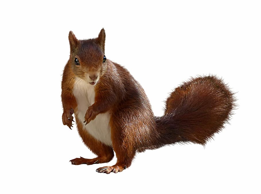 brown squirrel, brown, squirrel, animal, isolated, nager, croissant, cute, studio shot, white background
