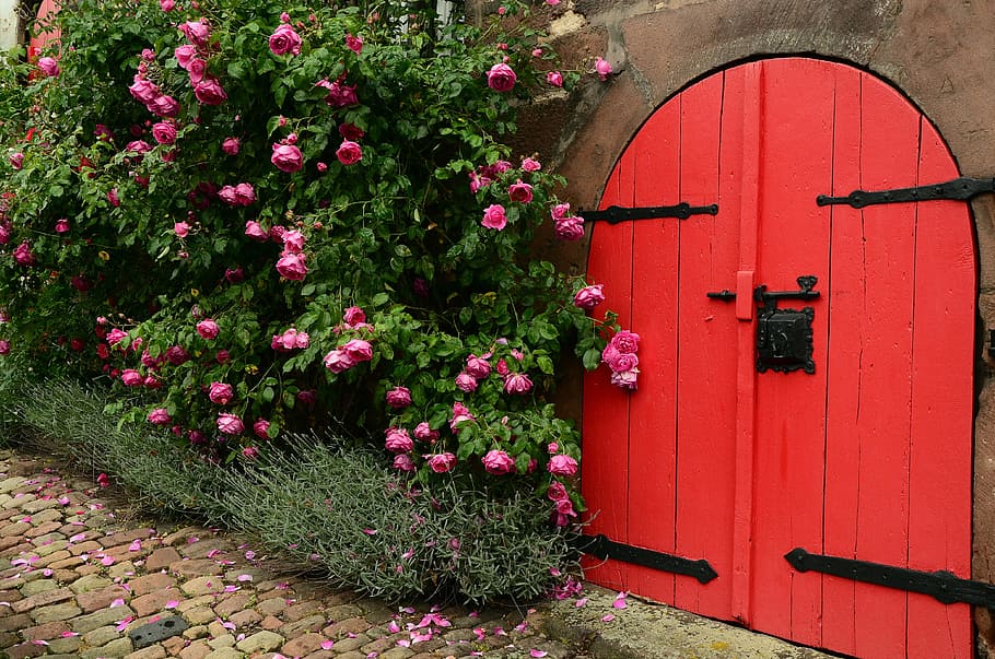 red, wooden, door, pink, petaled flowers, roses, rosebush, goal, rose bloom, rose family