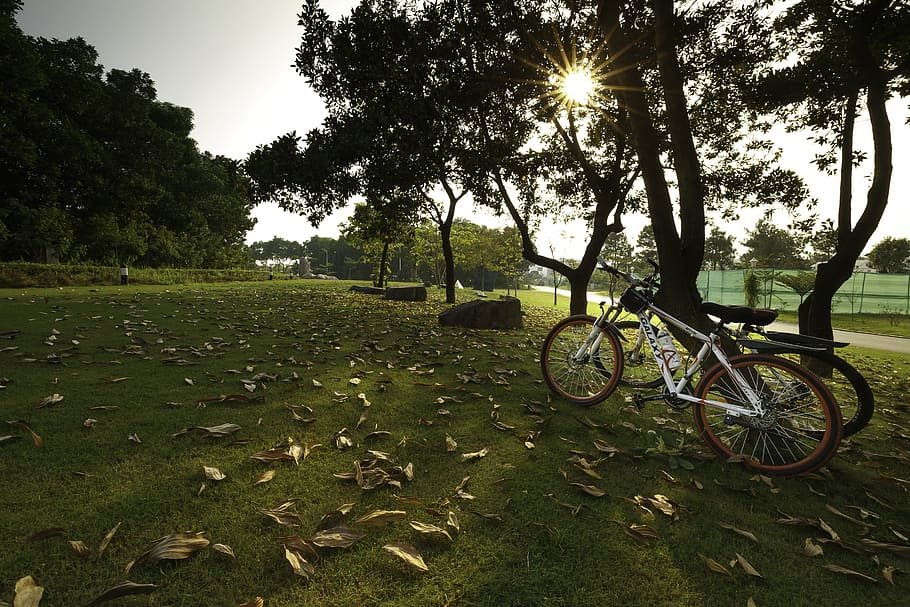 mùathu, yellow leaves, lonely, alone, bike, carpet grass, the sun, tianắng, sadness, no one