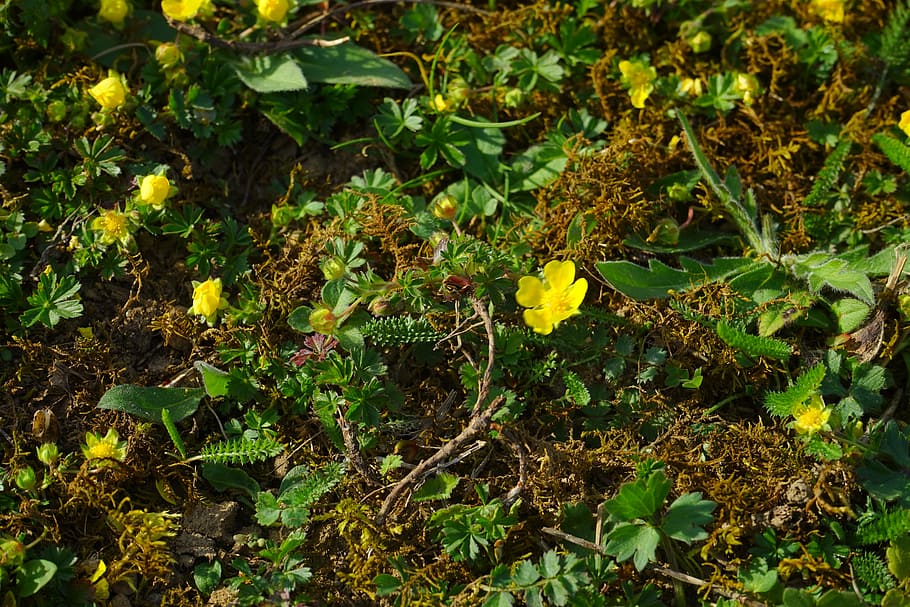 gold strawberry, ground cover, flower, blossom, bloom, yellow, fouling, rush, waldsteinia fragarioides, strawberry waldsteinie