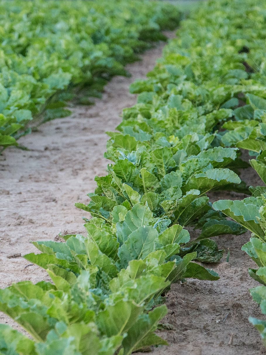 field, kohl, meadow, autumn, food, garden, vegetables, raw, agriculture, leaves