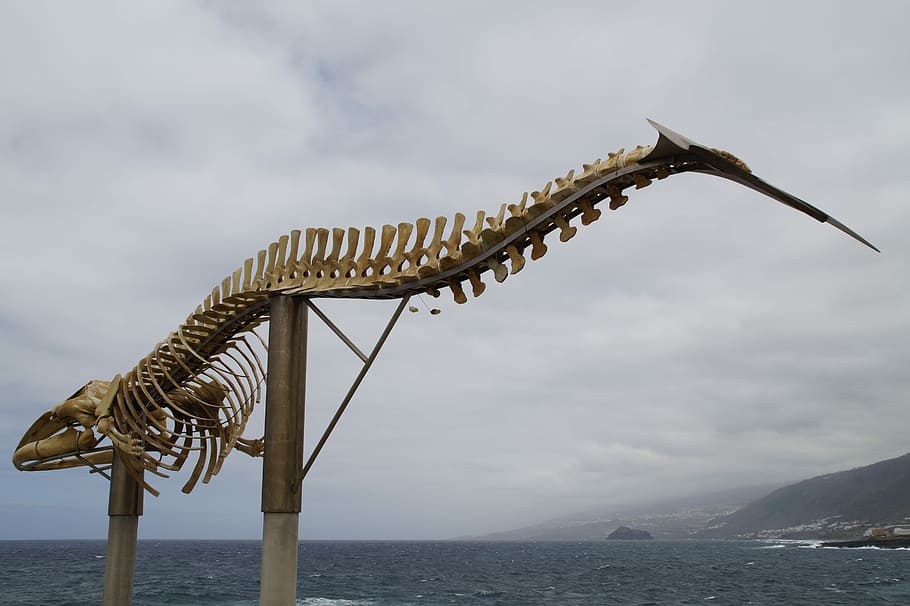 Whale, Skeleton, Sculpture, whale skeleton, wal, tenerife, huge, monument, figure, north coast