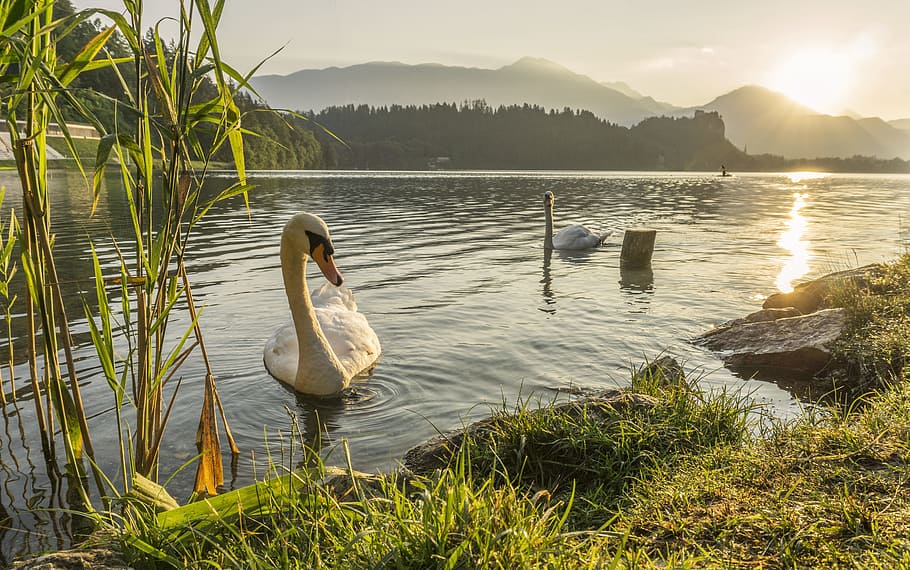 white, swans, pond, sunrise, swan, swimming, lake, river, nature, wild