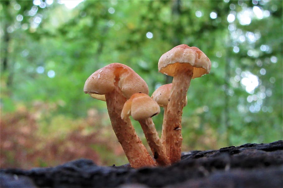 cogumelo, caminhadas, outono, magia, floresta, estação, corpos de frutificação, chão da floresta, cogumelos, fungos