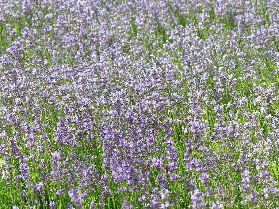 lavender, lavender field, Lavender, Field, lavender field, lavender cultivation, true lavender, narrow leaf lavender, lavandula angustifolia, lavandula officinalis, lavandula vera