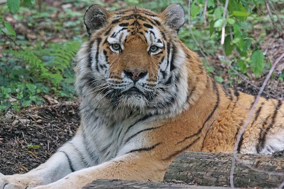 macro shot photography, tiger, amurtiger, cat, carnivores, predator, panthera tigris altaica, animal wildlife, animal themes, animal