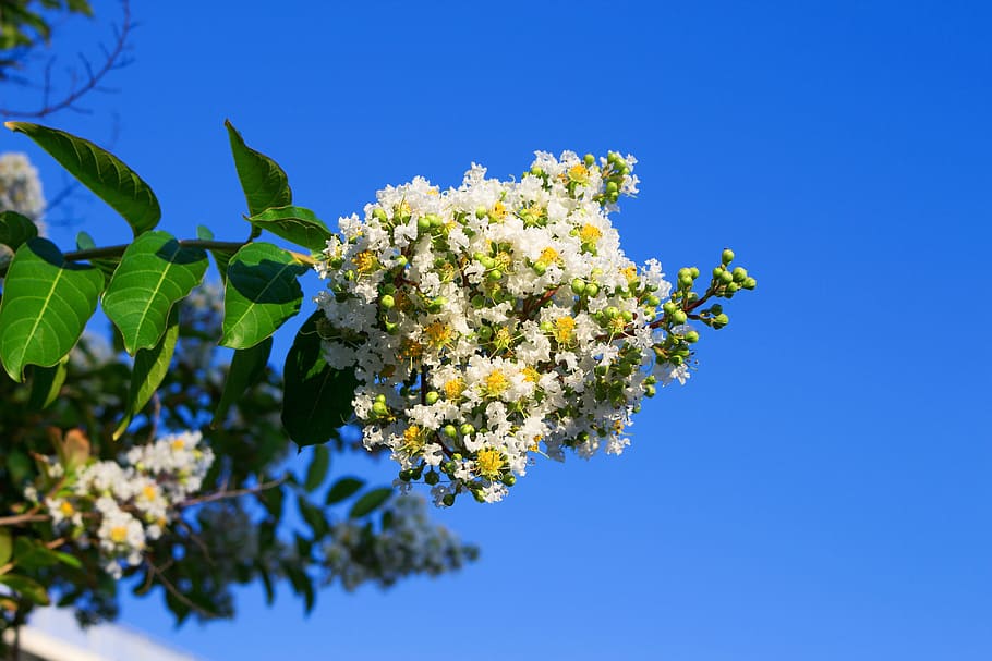 lagerstroemia indica, espumilla, Lagerstroemia Indica, espumilla, jupiter tree, jupiter, indian lilac, lila's south, crepe, crepe myrtle, white flowers