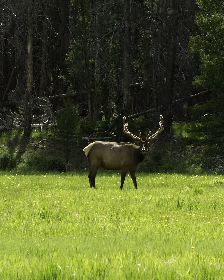 elk, bull, velvet, rocky, mountain, national, park, colorado, plant, land