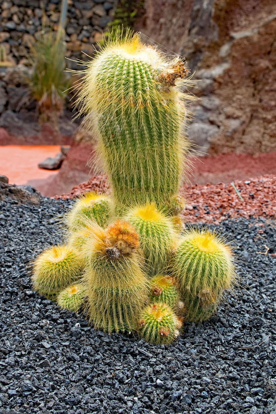 jardin de cactus, cactus, lanzarote, spain, africa attractions, guatiza, lava, rock, nature, plant