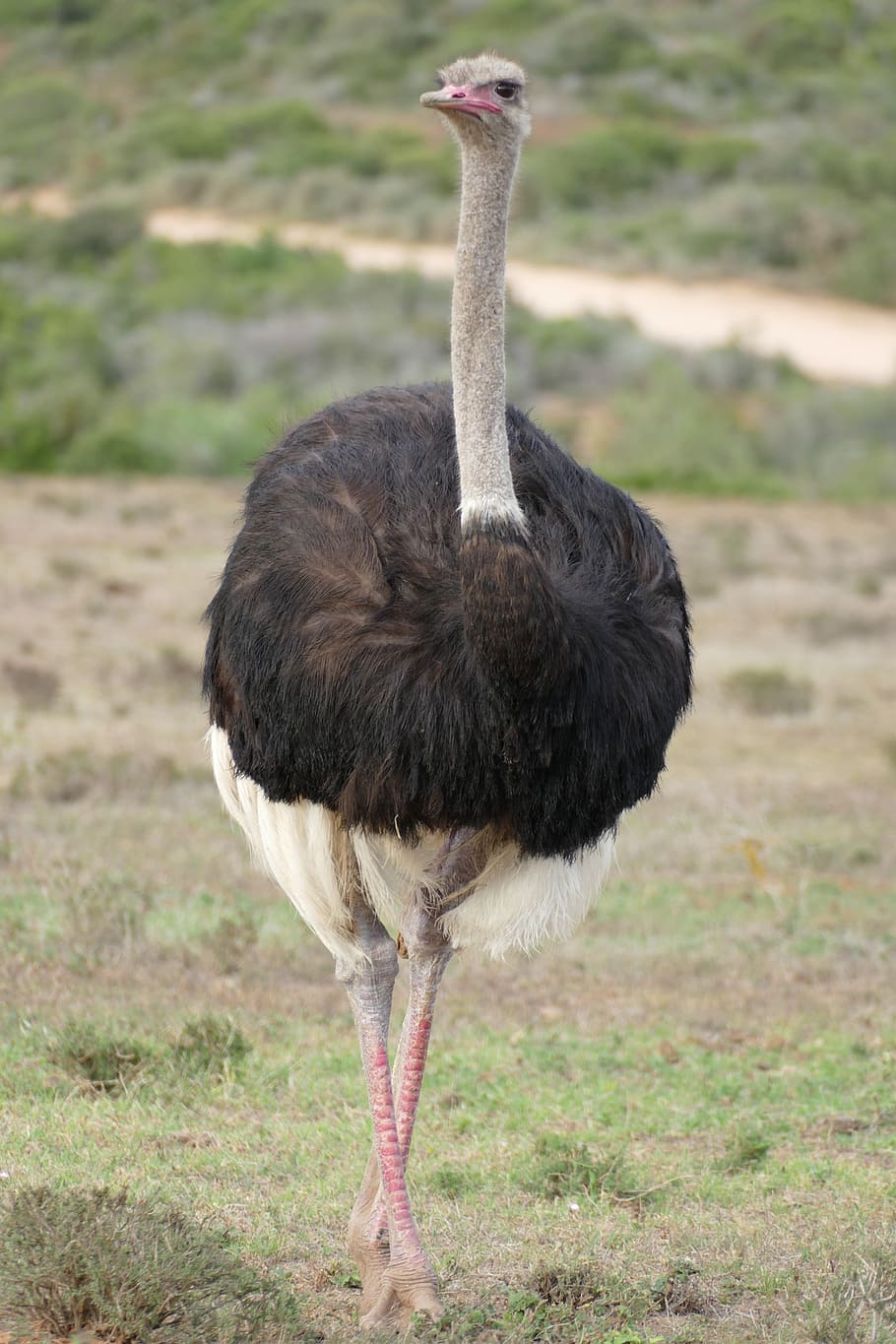 negro, gris, avestruz, campo de hierba, ramo, sudáfrica, pájaro, fotografía de vida silvestre, cerca, Temas de animales