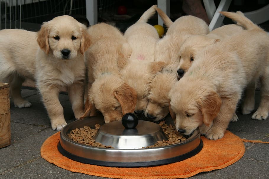 paquete, beige, cachorros, frente, plato para mascotas, cachorro de golden retriever, cachorro de perro mientras se come, lindo cachorro, temas de animales, mascotas