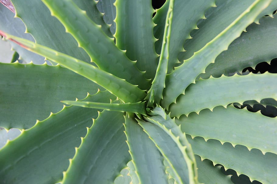 closeup, green, needle leaf plant, aloe vera, succulent, cactus, botany, skincare, plant, leaf