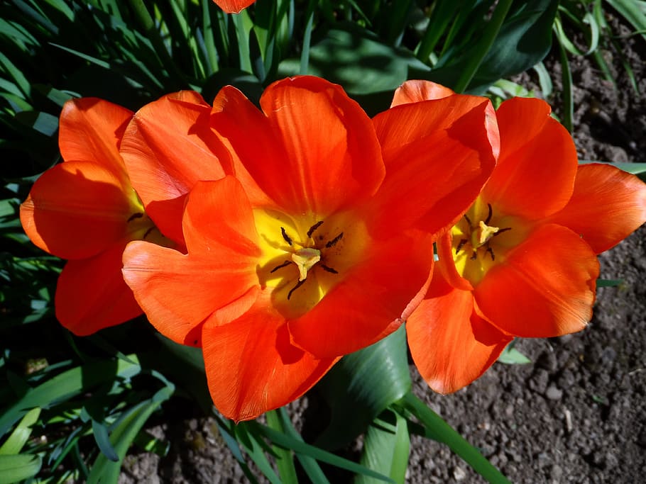 tulip, orange, light, blossom, bloom, flower, spring, pistil, garden, splendor