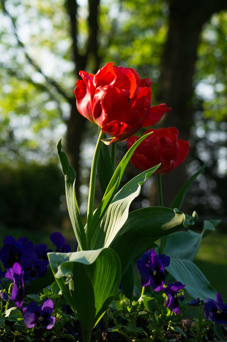 superficial, fotografía de enfoque, rojo, flores, verde, hojas, tulipán, florecer, durante el día, peonía