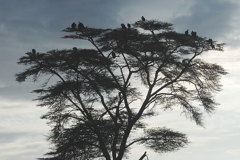 vultures, earth hour, scavengers, kenya, africa, scavenger, spotted, safari, birds, outdoors