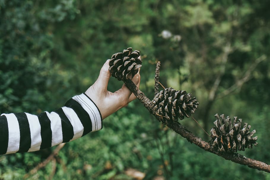 shot, woman, holding, tree cone, Closeup, tree, cone, people, girl, nature