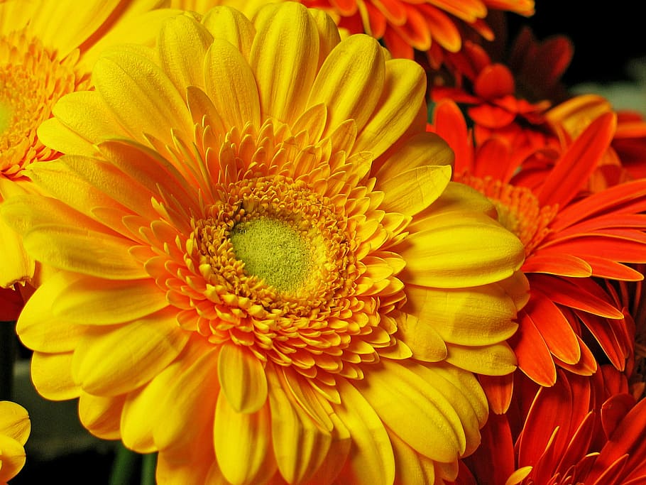 gerbera, flower, blossom, bloom, nature, yellow, bouquet, schnittblume, colorful, bouquet of flowers