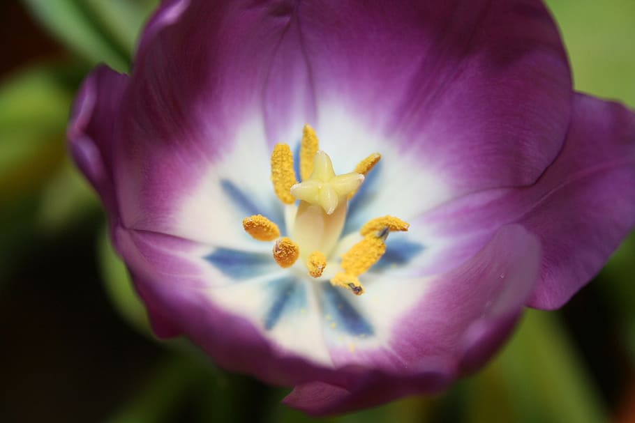 tulipán, púrpura, sello, flores, cerrar, violeta, cría de tulipán, flor de tulipán, Flor, planta floreciente