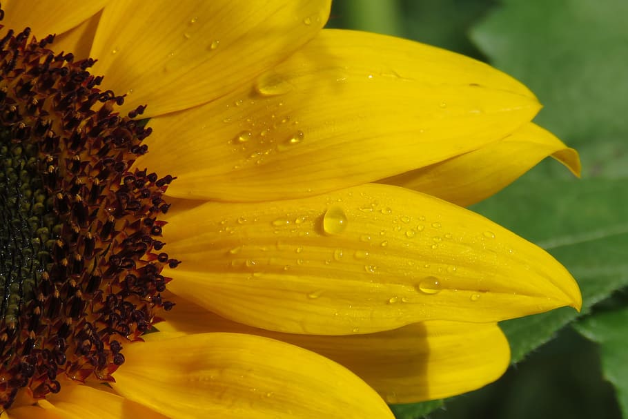 macro photography, sun flower, sunflower, flower, yellow, nature, yellow flower, pollen, plant, field