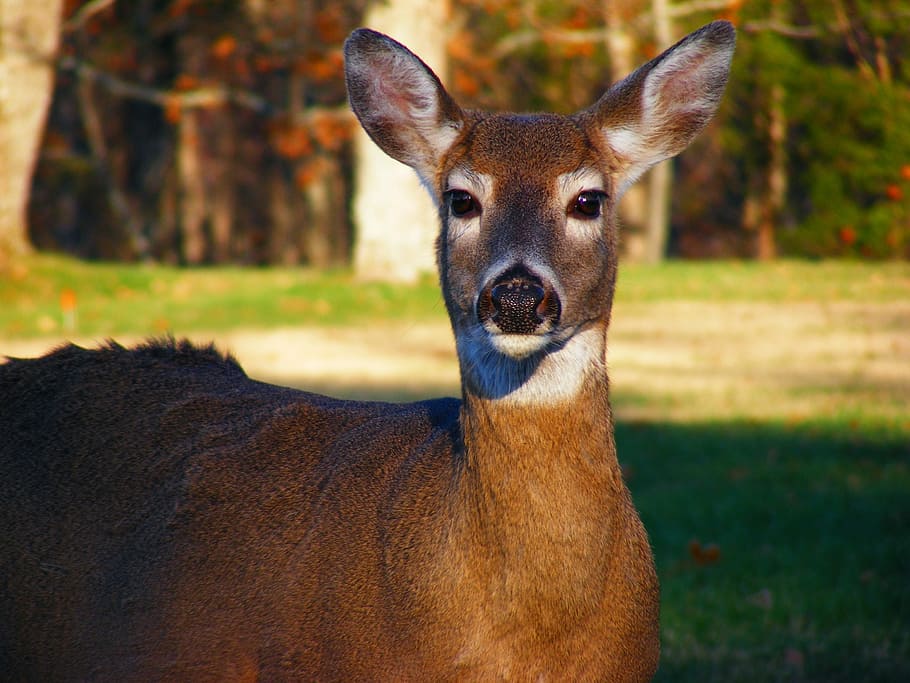 Deer, Wildlife, Animals, Doe, Nature, outdoors, mammals, head, female, trees