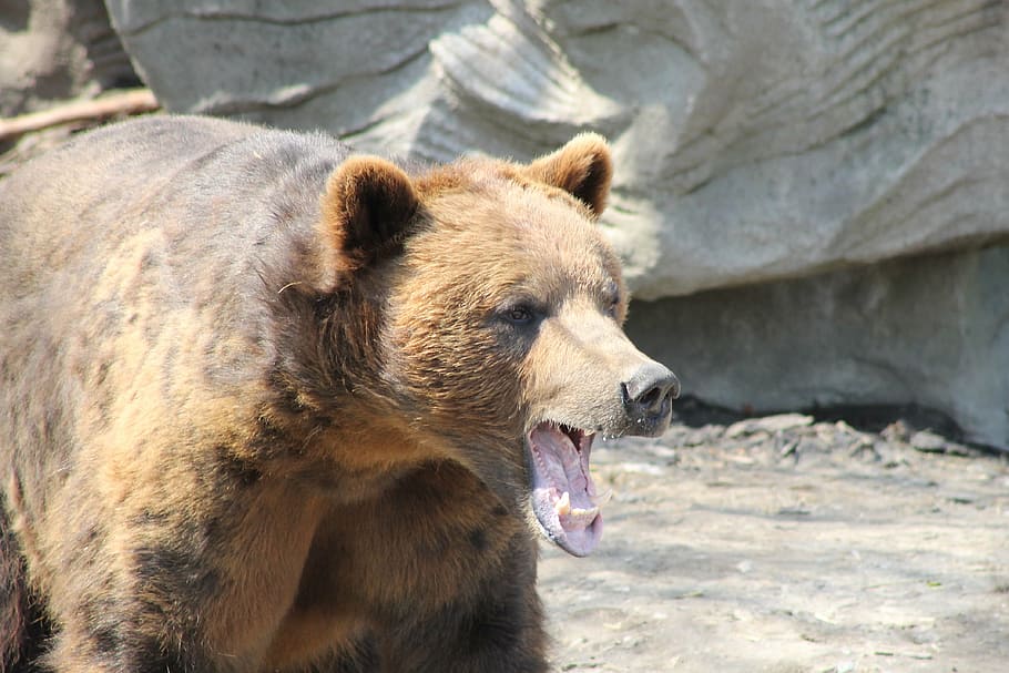 grizzly, bear, walking, gray, concrete, rock formation, brown, teeth, animal, wildlife