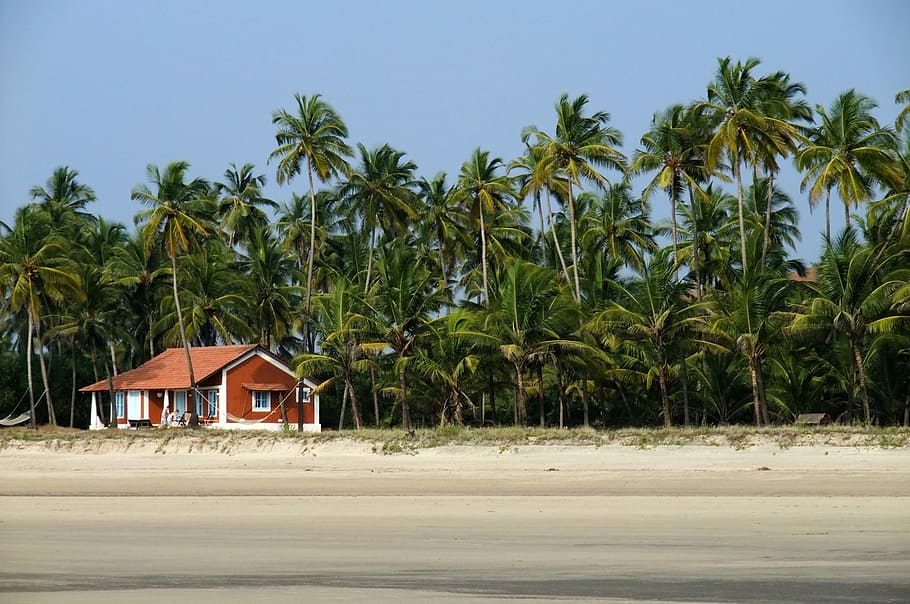 campo de cocotero, azul, cielo, Goa, playa, casa, mar, arena, palmera, árbol