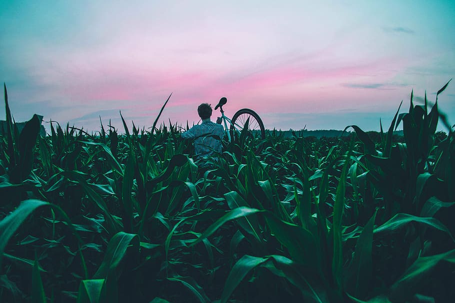 pessoa, segurando, bicicleta, campo de grama, verde, folhas, plantas, branco, nublado, céu
