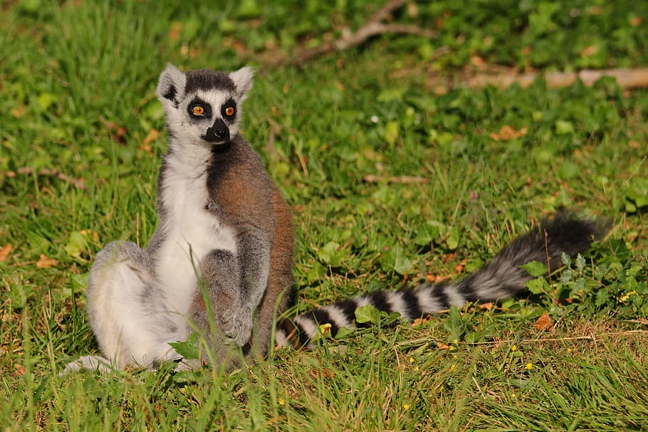 lemur, park, maki catta, look, position, zoo, nature, animal, animal wildlife, animals in the wild