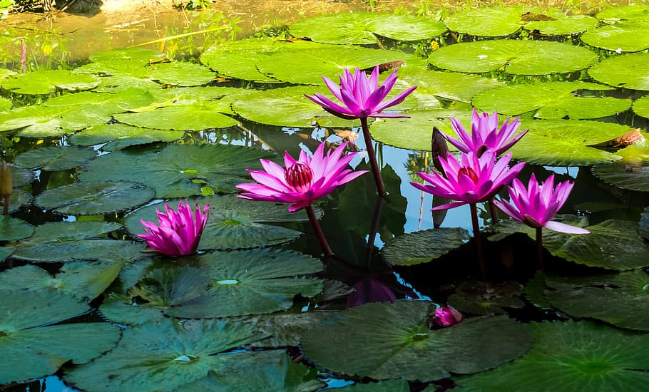 merah muda, bunga lily, mekar, siang hari, bunga, lotus, lily air, air, danau, tanaman berbunga