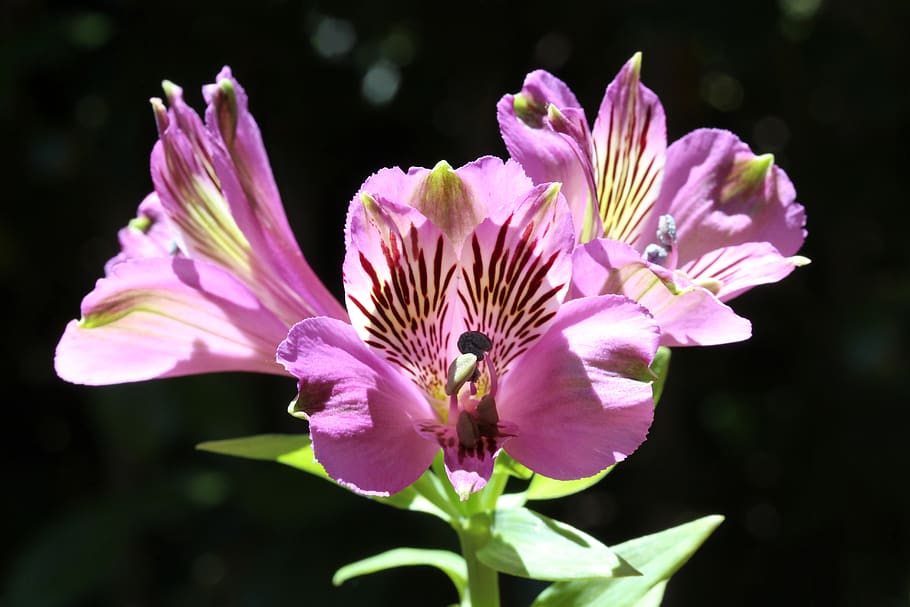 peruvian lily, lily of the incas, alstroemeria, flowers, bright, luminous, mauve, patterned, colourful, springtime