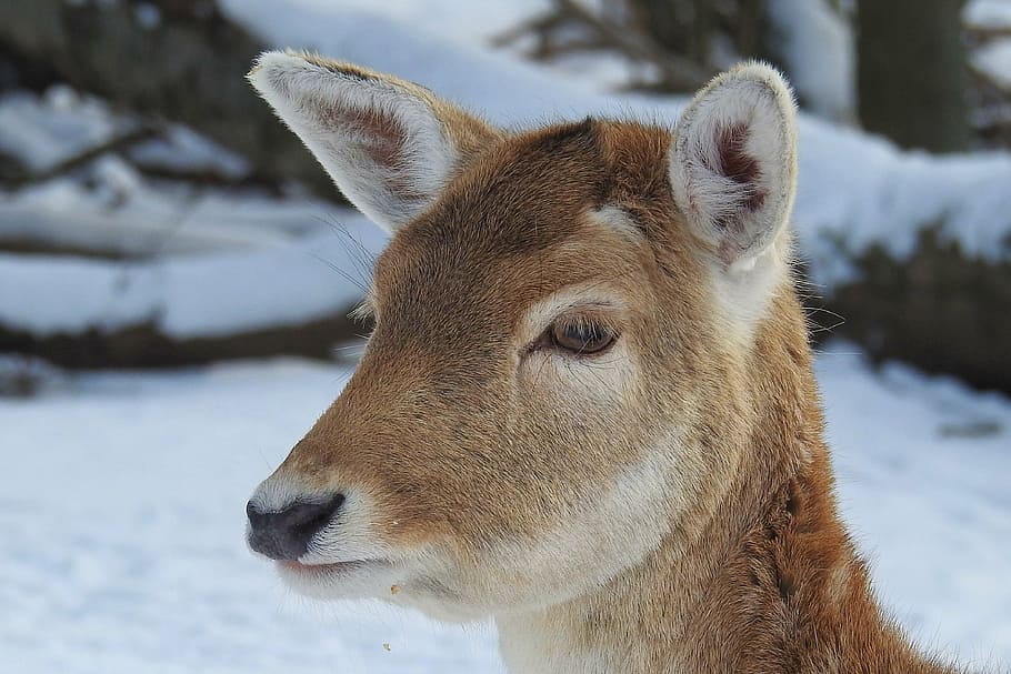 roe deer, fallow deer, wild, nature, mammal, scheu, winter, snow, cold, elbaue