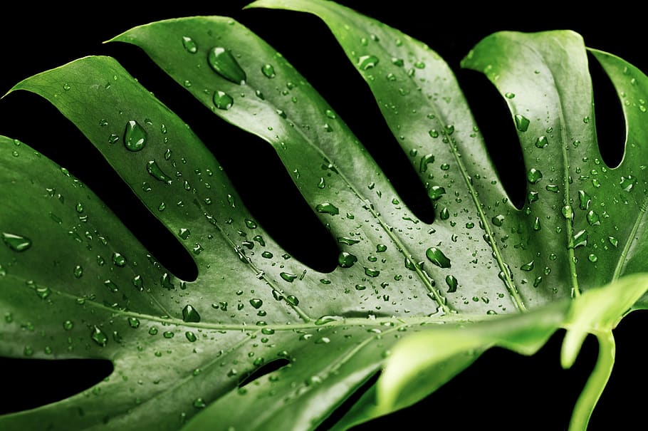 hijau, basah, monstera, tanaman, tropis, embun, titik embun, rintik hujan, daun, tetesan