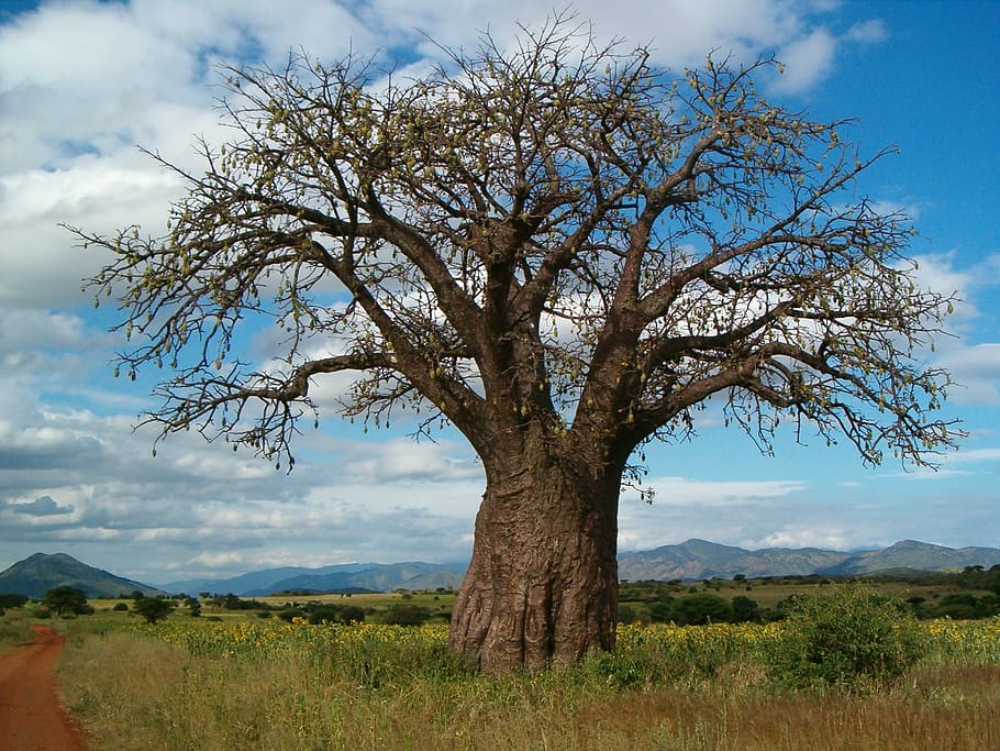 foto, verde, árbol de hojas, nublado, durante el día, baobab, madera, Tanzania, África, planta