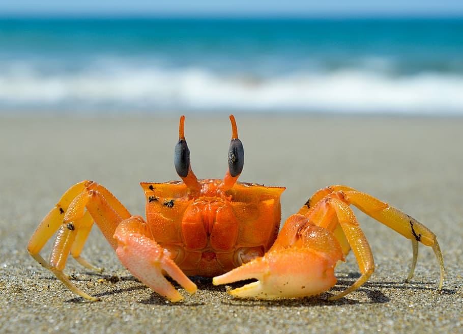 brown, black, crab, sand, crustacean, sea, beach, claw, ocean, seafood