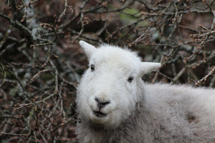 sheep, herdwick, animal, nature, lamb, cumbria, breed, wool, uk, animal themes