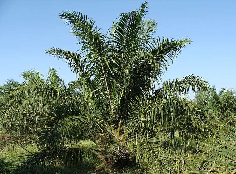 palma aceitera, árbol, plantación, horticultura, karnataka, india, planta, crecimiento, palmera, color verde
