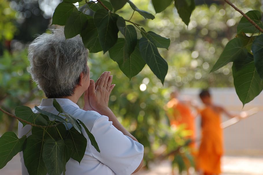 orar, tailandia, mujer, budista, templo, ancianos, monjes, hoja, planta, personas reales