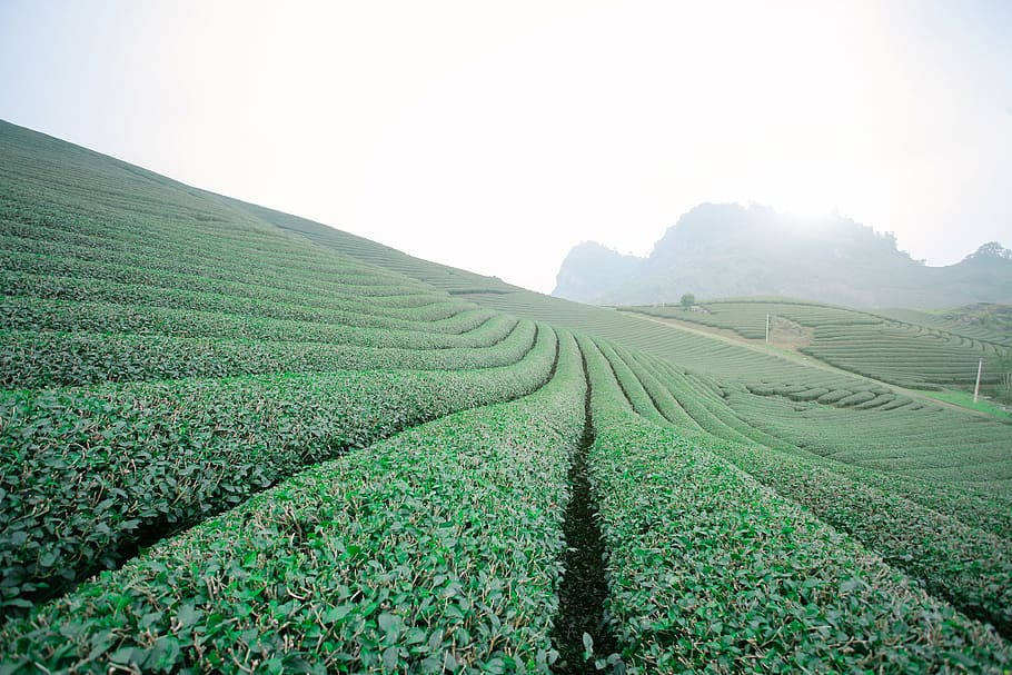 moc chau tea doi, colina de moc chau, moc chau - son la, agricultura, escena rural, campo, granja, en una fila, naturaleza, cultivo