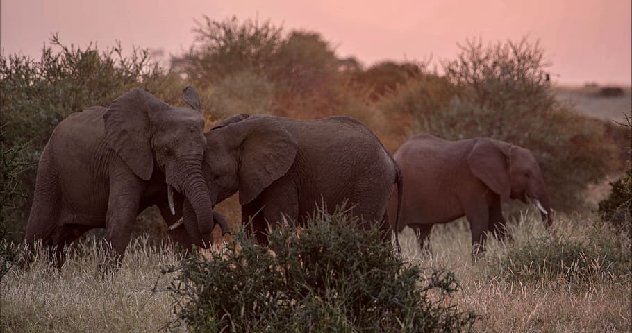 elephant, big five, mammals, africa, safari, nature, wilderness, pachyderm, animal, wildlife
