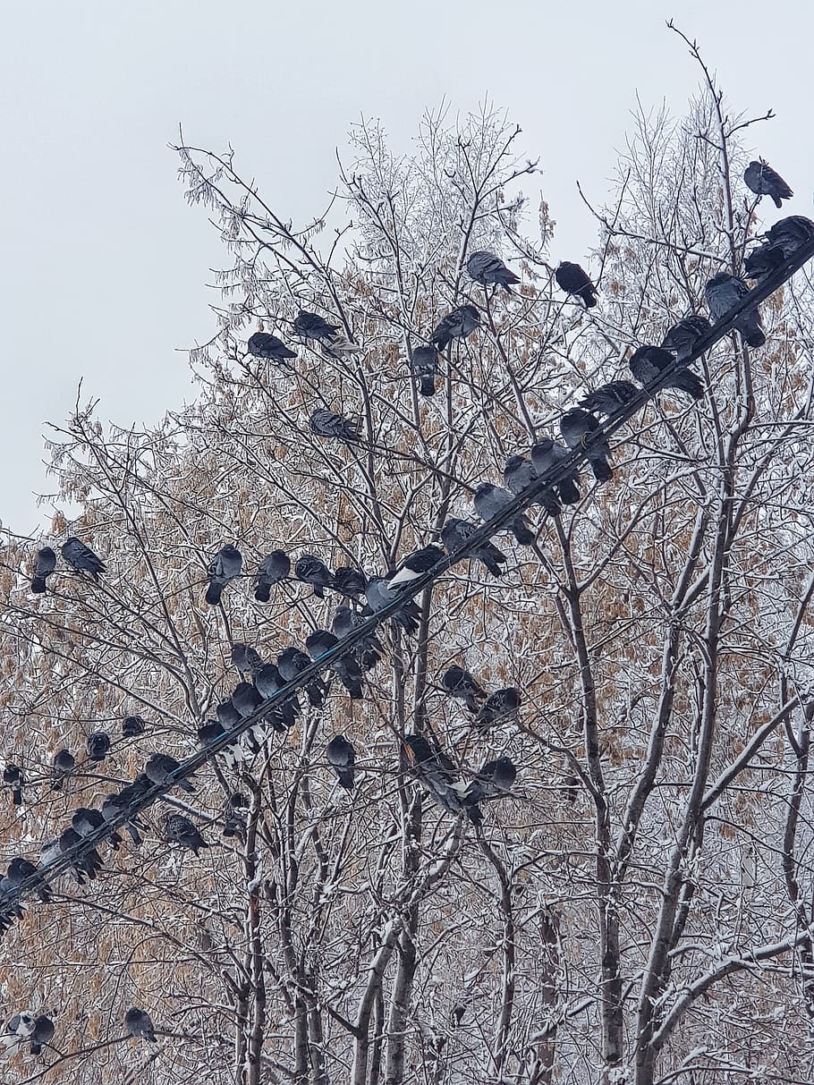 invierno, palomas, frío, belleza, nieve, pájaros, resplandor, árboles, árbol, cielo